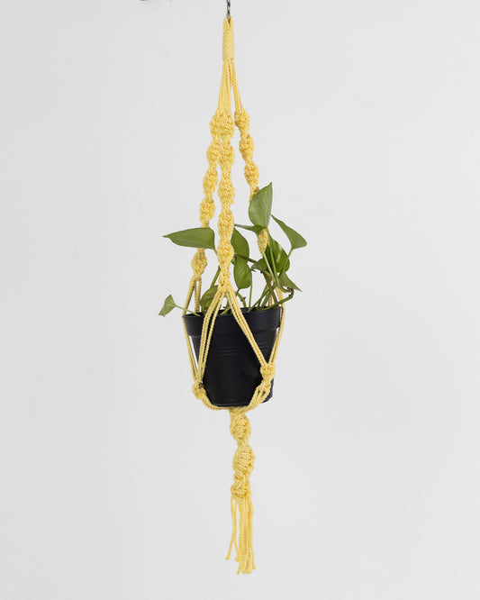 Plant Hanging Macrame